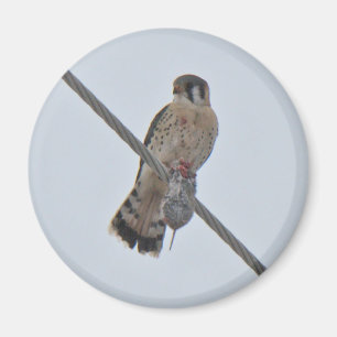 American Kestrel (Falco sparverius) Artikel Magnet