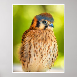 American Kestrel Falcon Portrait Wildlife Print Poster