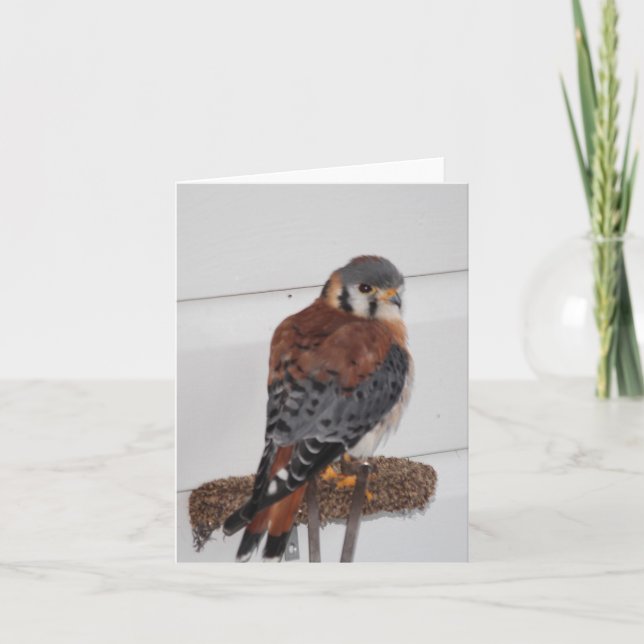 American Kestrel Foto Faltkarte (Vorderseite)