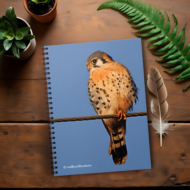 American Kestrel Hawk auf einem Wirt Notizblock (American Kestrel on a Wire Journal Cover Photo)