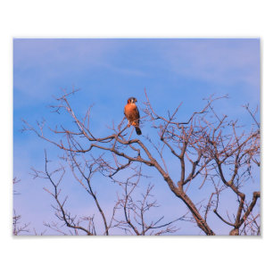 American Kestrel Hawk Fotodruck