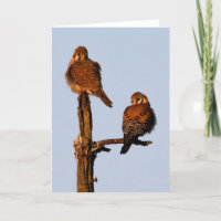 American Kestrel Mates Dankeschön Karte