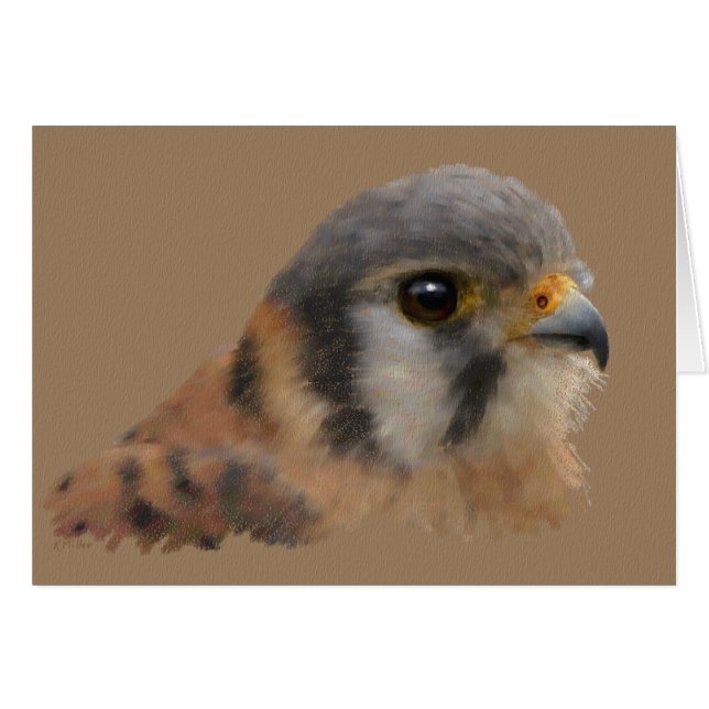 American Kestrel Portrait (Vorderseite (Horizontal))