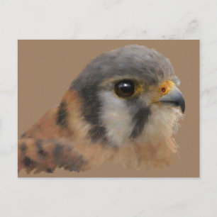 American Kestrel Portrait Postkarte