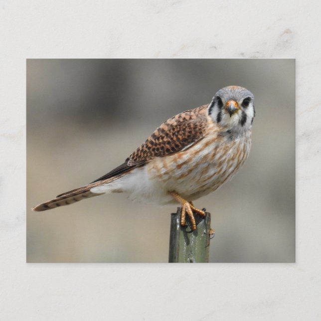 American Kestrel Postcard Postkarte (Vorderseite)