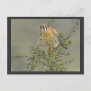 American Kestrel Postcard Postkarte