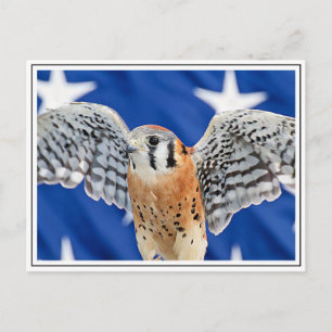 American Kestrel Postkarte