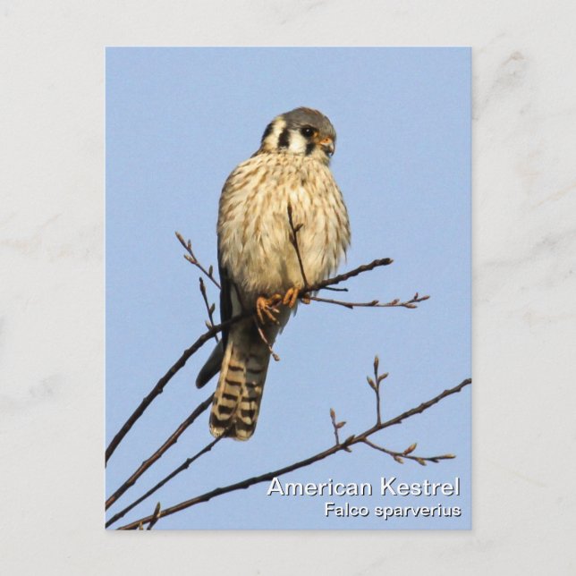 American Kestrel Postkarte (Vorderseite)