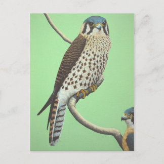 American Kestrel Postkarte