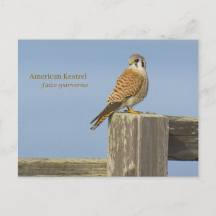 American Kestrel Postkarte