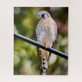 American Kestrel Puzzle