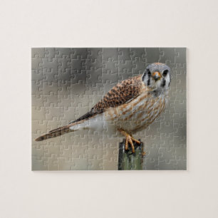 American Kestrel Puzzle