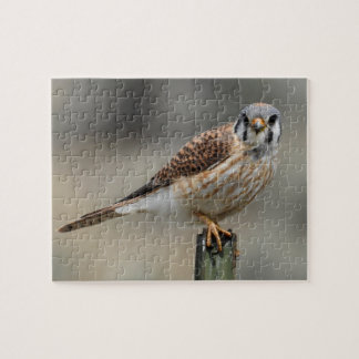 American Kestrel Puzzle