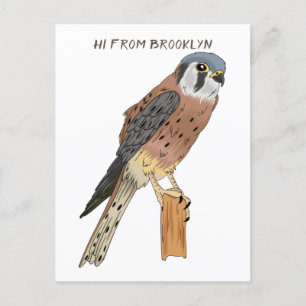 American Kestrel Vogelillustrierung Postkarte