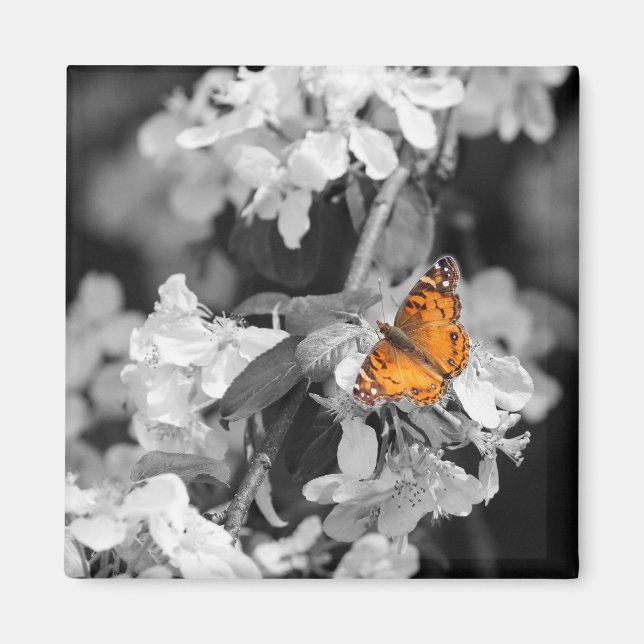American Lady Butterfly On Apple Blossom Magnet (Vorne)