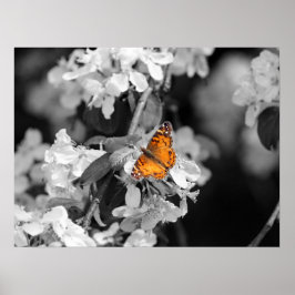 American Lady Butterfly on Blossom Poster