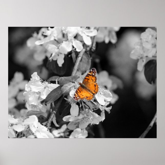American Lady Butterfly on Blossom Poster (Vorne)