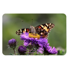 American Lady Butterfly Perennial Asters 4x6 Magnet