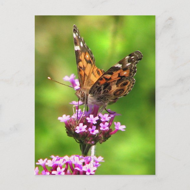 American Lady Butterfly Postkarte (Vorderseite)