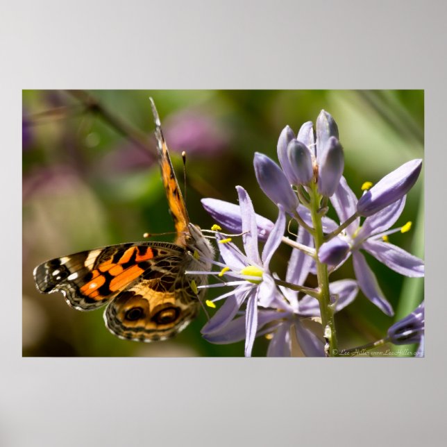 American Lady Butterfly Wild Hyacinth Poster (Vorne)