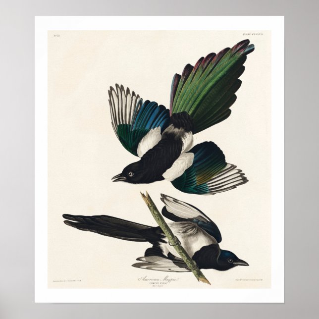 American Magpie von Audubon Poster (Vorne)