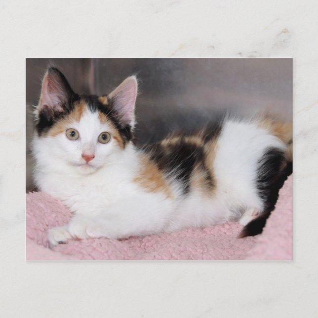 American Mediumhair Calico Kitten Postkarten (Vorderseite)