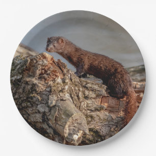 American Mink Pappteller