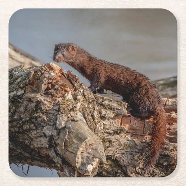 American Mink Rechteckiger Pappuntersetzer (Vorderseite)