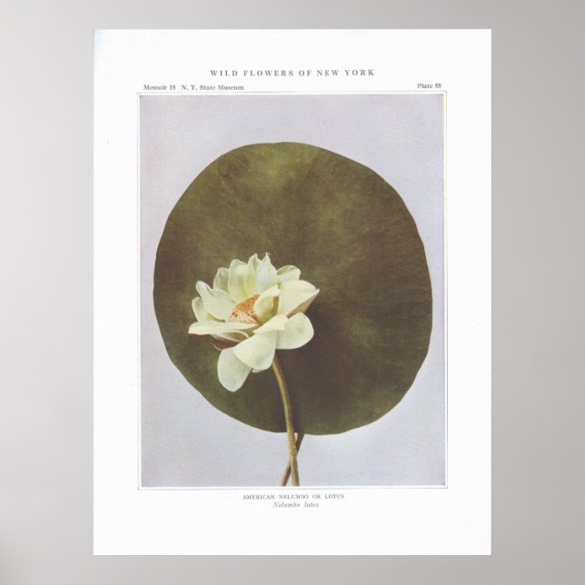 American Nelumbo oder Lotus - Nelumbo lutea Poster (Vorne)