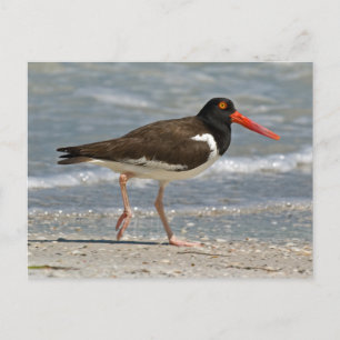 American Oystercatcher Foto Postkarte