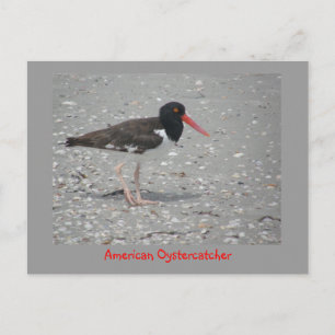 American Oystercatcher Postkarte