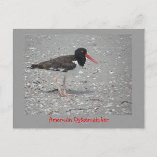 American Oystercatcher Postkarte