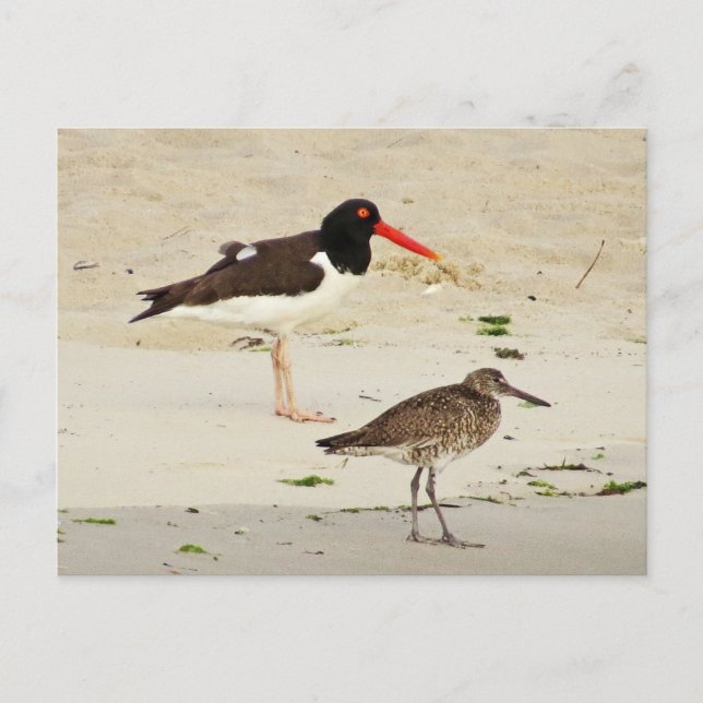 American Oystercatchers Foto Postkarte (Vorderseite)