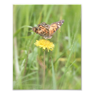American Painted Lady Butterfly Foto Print