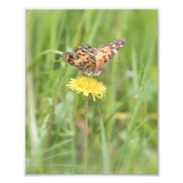 American Painted Lady Butterfly Foto Print (Vorne)