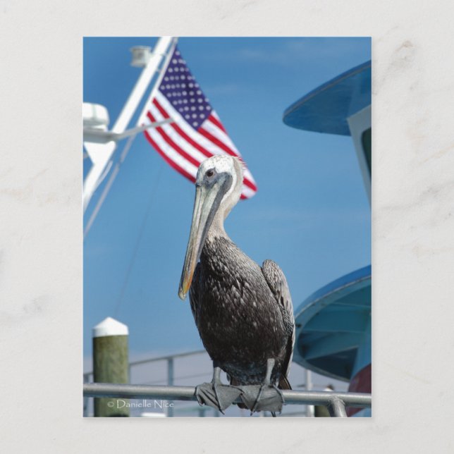 American Pelican Postcard Postkarte (Vorderseite)
