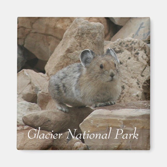 American Pika, Glacier National Park Magnet (Vorne)