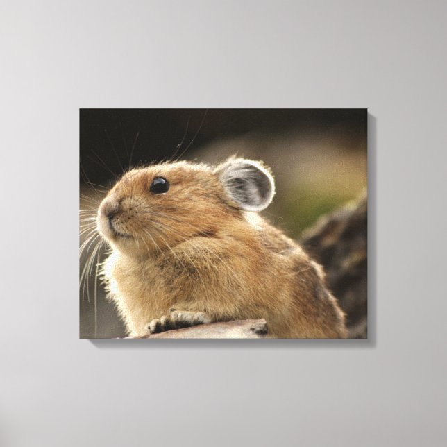 American Pika Leinwanddruck (Vorderseite)