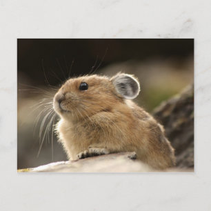 American Pika Postkarte
