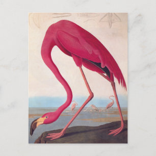 American Pink Flamingo Audubon Vintage Vogelkunst Postkarte