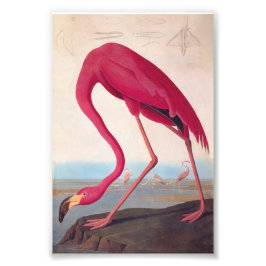 American Pink Flamingo Audubon Vintages Buchzeiche Fotodruck