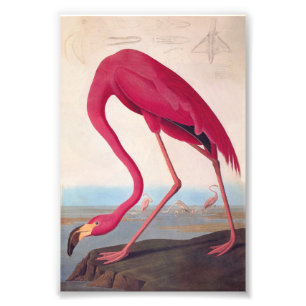 American Pink Flamingo Audubon Vintages Buchzeiche Fotodruck