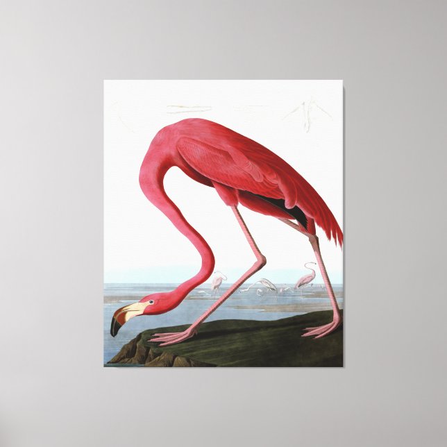 American Pink Flamingo Gift Lover| Sketch Flamingo Leinwanddruck (Vorderseite)