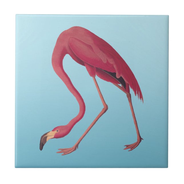 American Pink Flamingo Vintag Art Fliese (Vorderseite)