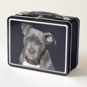 American Pit Bull Terrier Metall Brotdose