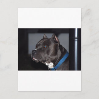 American Pit Bull Terrier Postkarte