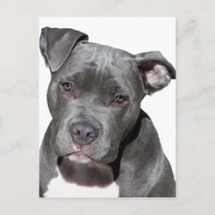 American Pit Bull Terrier Postkarte