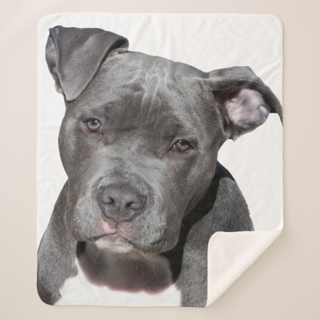 American Pit Bull Terrier Sherpadecke (Vorderseite)