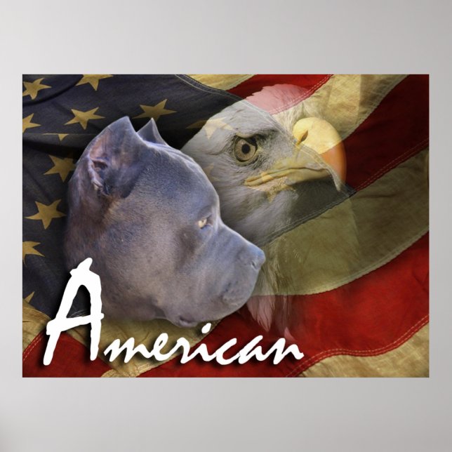 American Pitbull Terrier Dog, Flag, Adler Poster (Vorne)