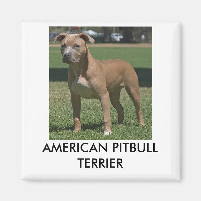 American Pitbull Terrier Magnet (Vorne)